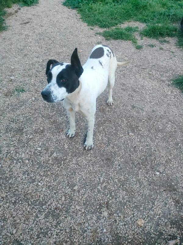 ALICE - Sesso: Femmina  - Anni/Mesi: Un anno (nata indicativamente il 29 Febbraio 2024)  - Razza: Simil Amstaff/Pointer   Foto 6